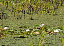 Image of American white waterlily