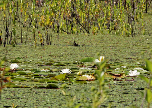 Image of American white waterlily