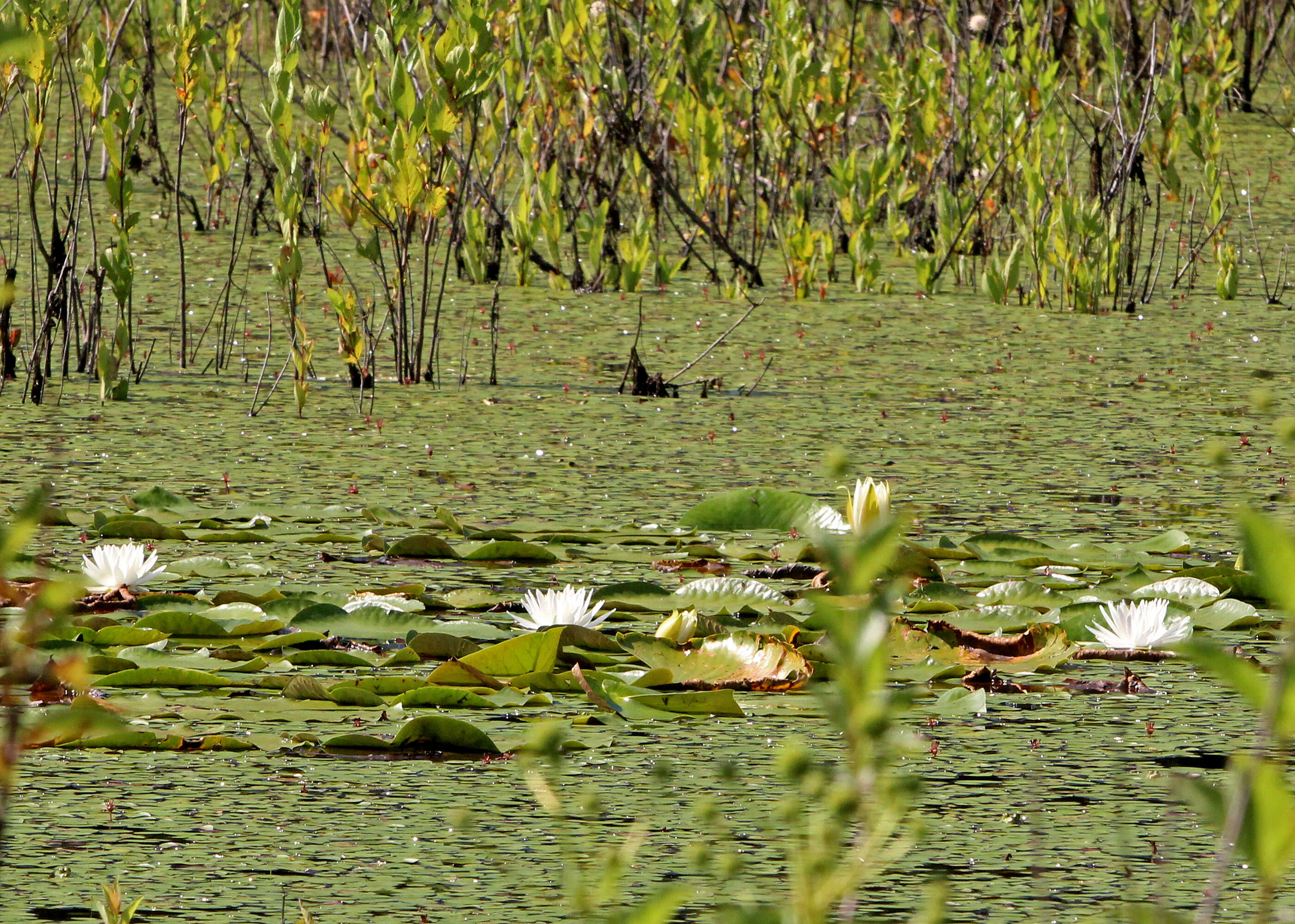 Image of American white waterlily