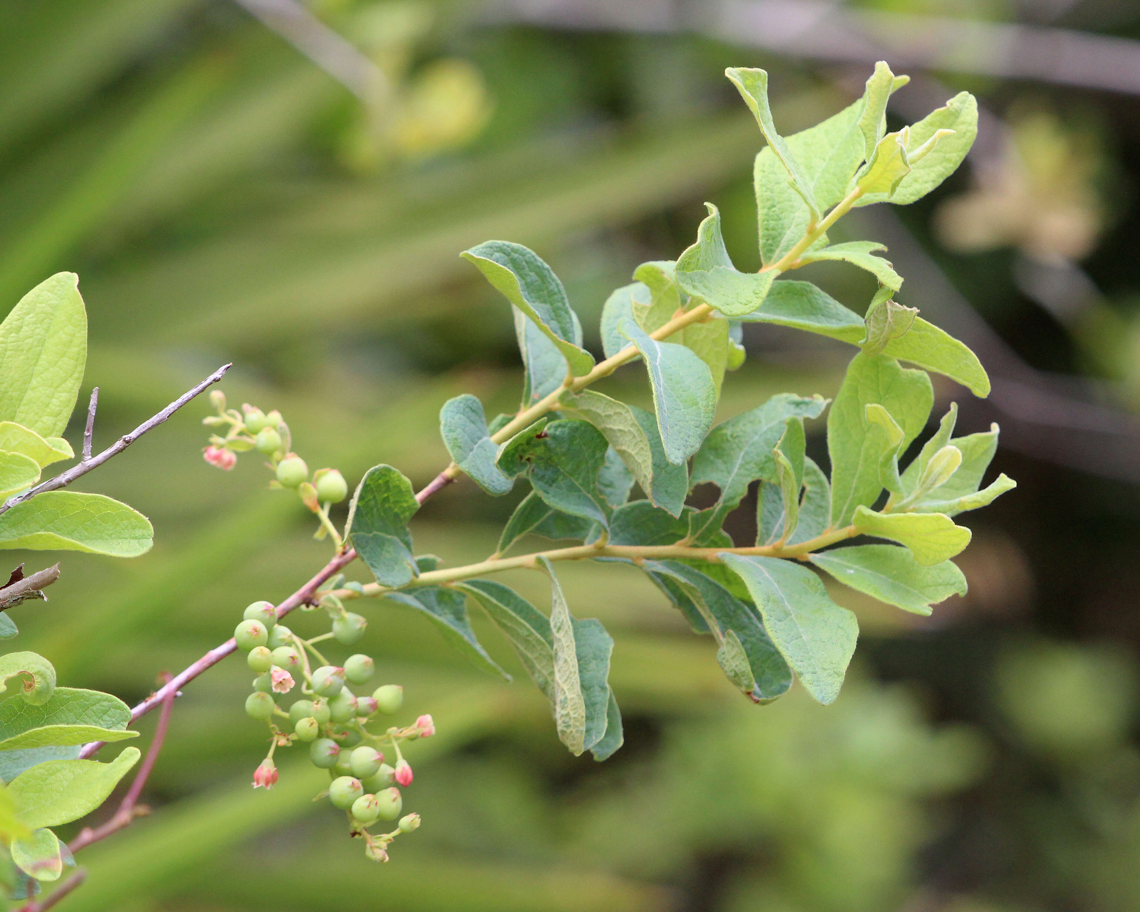 Image of Hairy-Twig Huckleberry