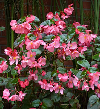 Image of clubed begonia