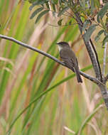 Image of Eastern Phoebe