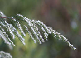 Eupatorium leptophyllum DC. resmi