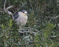 Image of Night Herons