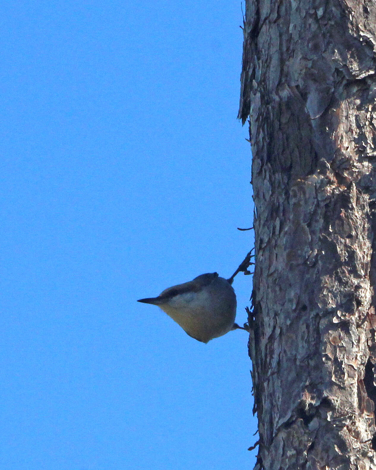 Image of Brown-headed Nuthatch