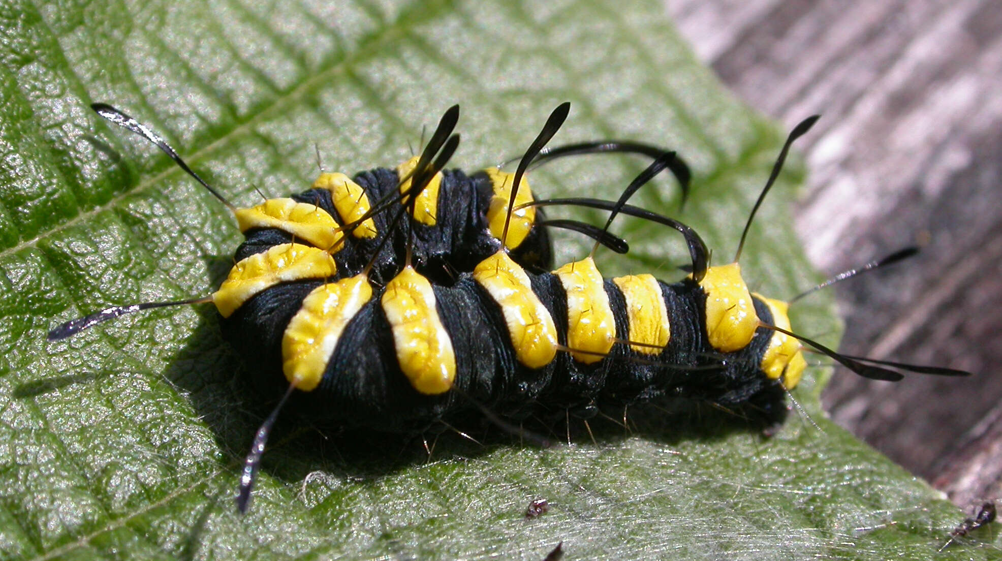 Acronicta alni Linnaeus 1767 resmi