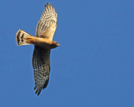 Image of Northern Harrier