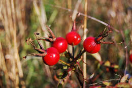 Image of prairie rose