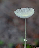 Image of Leucocoprinus fragilissimus (Ravenel ex Berk. & M. A. Curtis) Pat. 1900