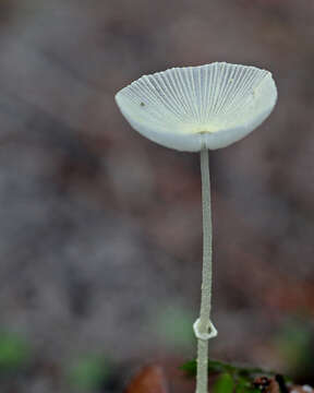 Image of Leucocoprinus fragilissimus (Ravenel ex Berk. & M. A. Curtis) Pat. 1900