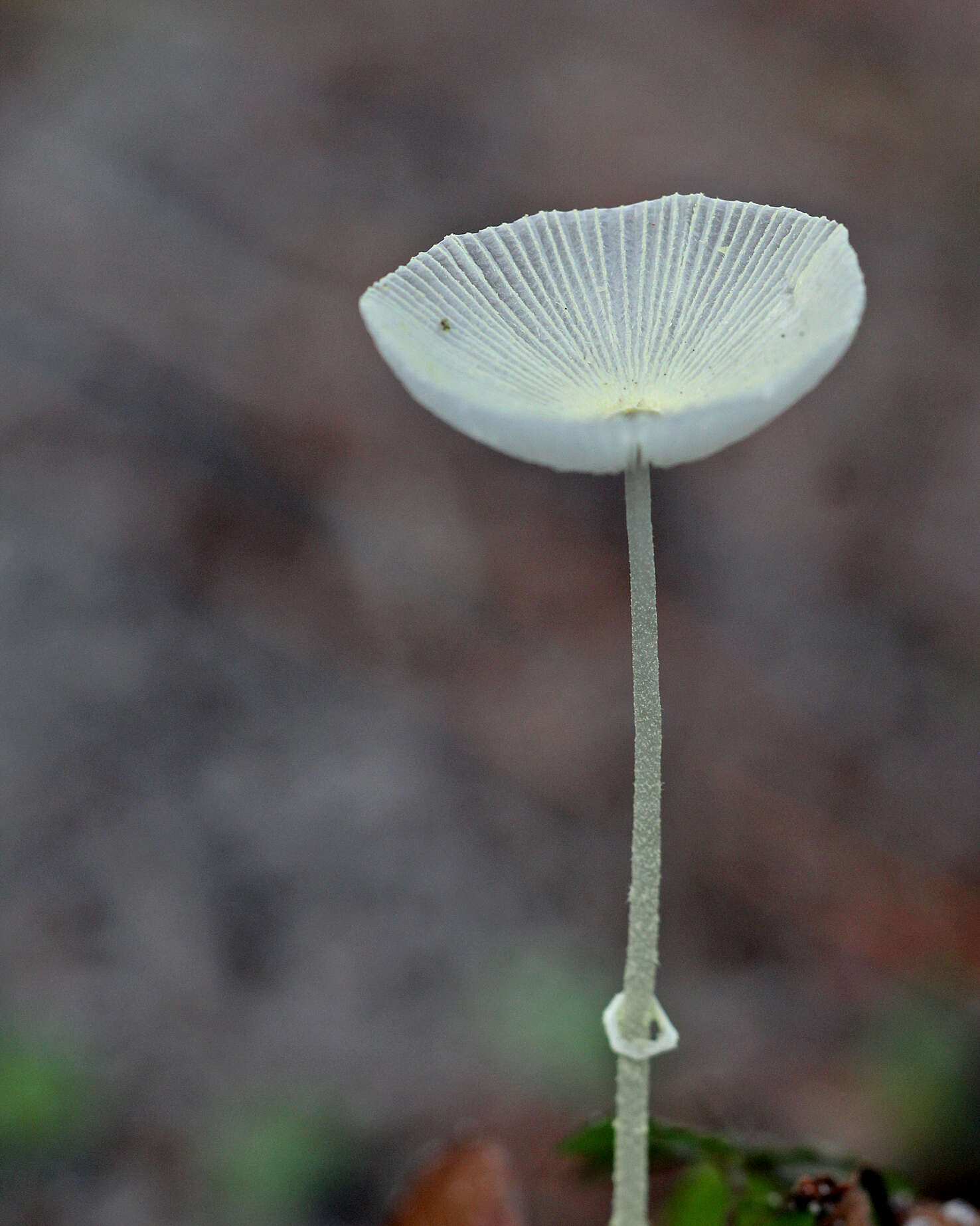 Image of Leucocoprinus fragilissimus (Ravenel ex Berk. & M. A. Curtis) Pat. 1900