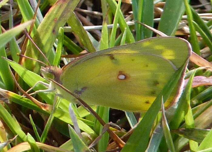 Image of Orange Sulphur