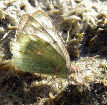 Image of Mountain Clouded Yellow