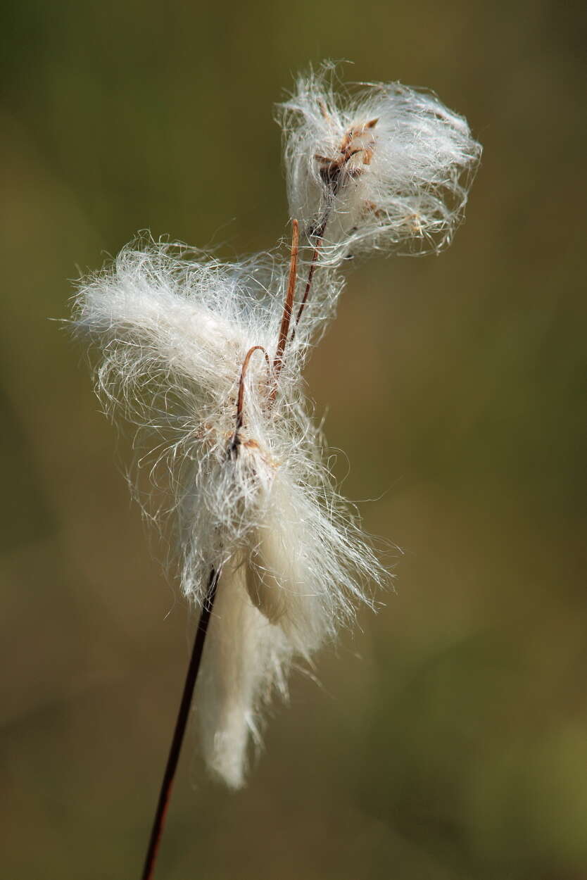 Image of common cottongrass