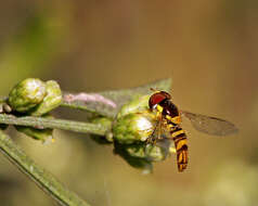 Image of Common Oblique Syrphid