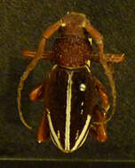 Image of Dorcadion (Carinatodorcadion) fulvum (Scopoli 1763)