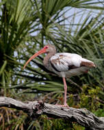 Image of Eudocimus Wagler 1832