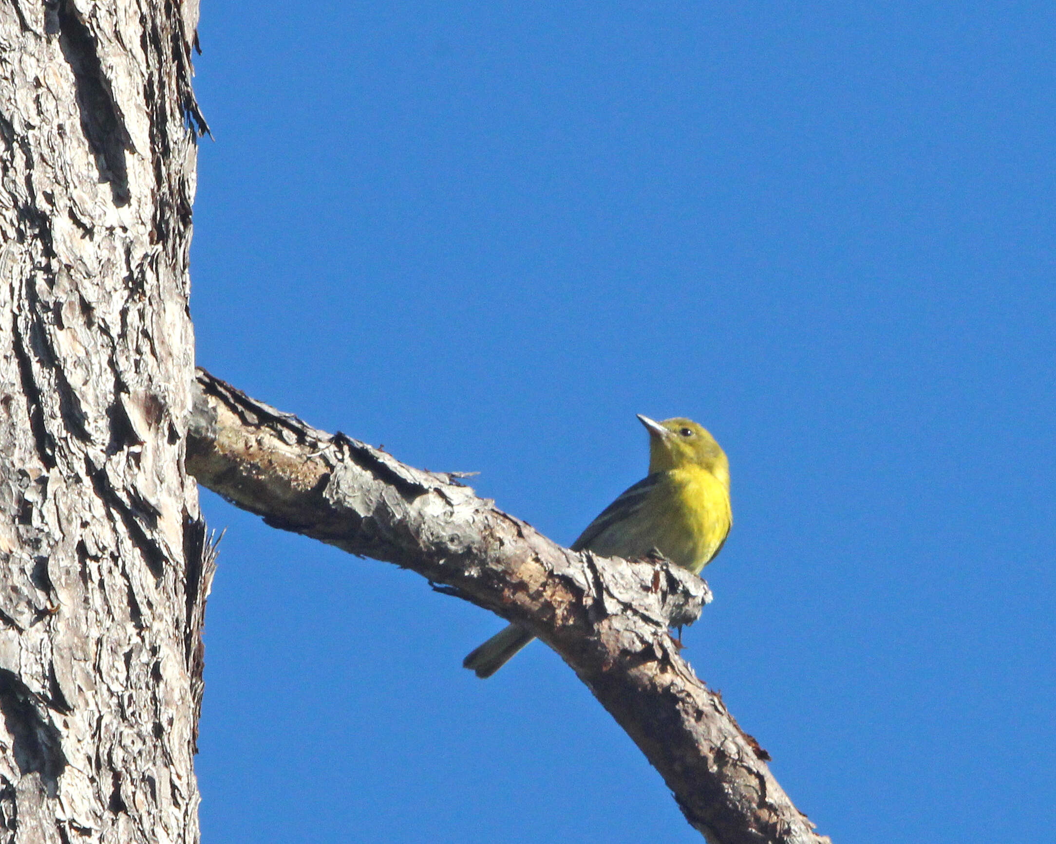 Image de Paruline des pins