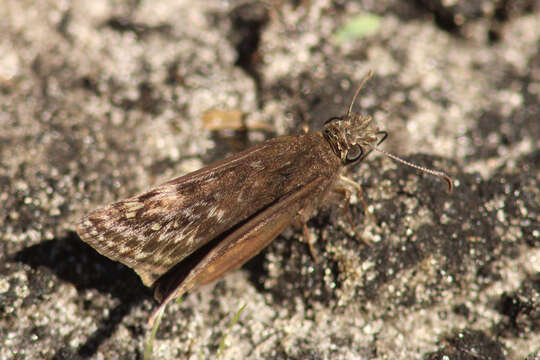 Image of Juvenal's Duskywing