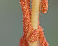 Image de Osmunda cinnamomea