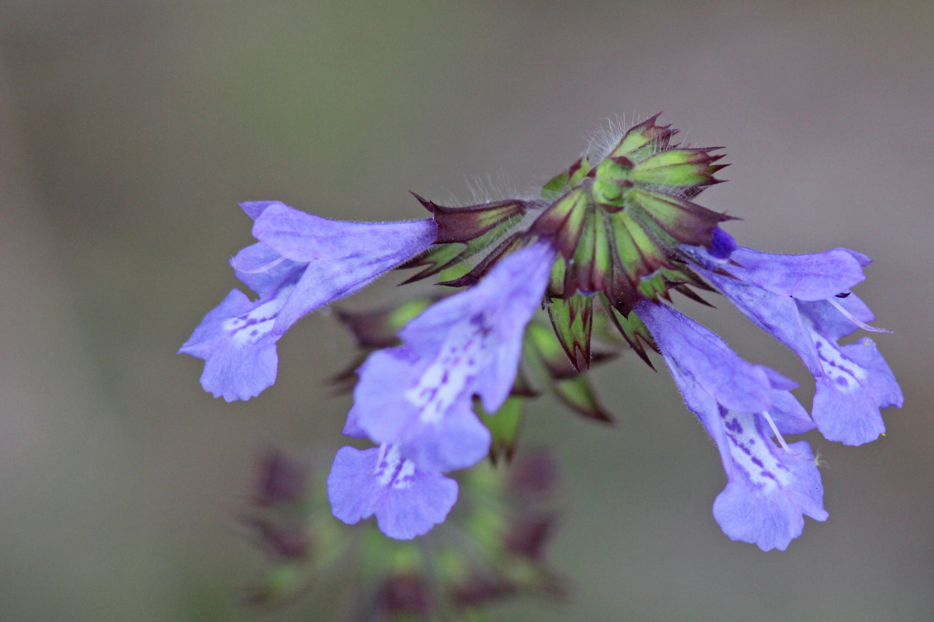 Image of lyreleaf sage