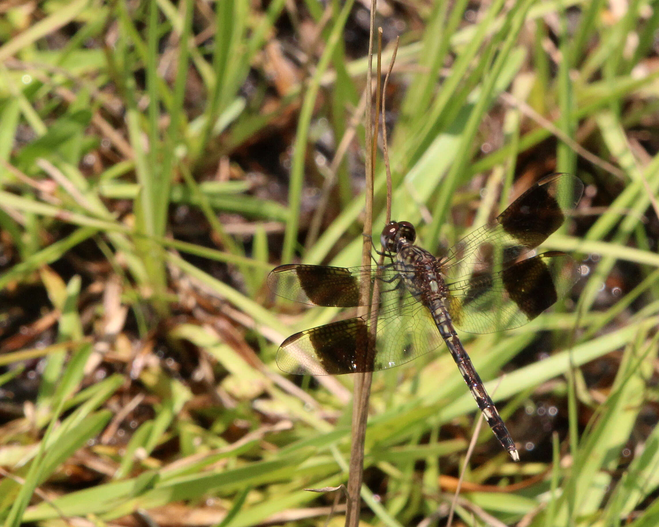 Sivun Erythrodiplax umbrata (Linnaeus 1758) kuva