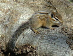 Image of Cliff Chipmunk