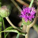 Слика од Lessingianthus buddleiifolius (Mart. ex DC.) H. Rob.