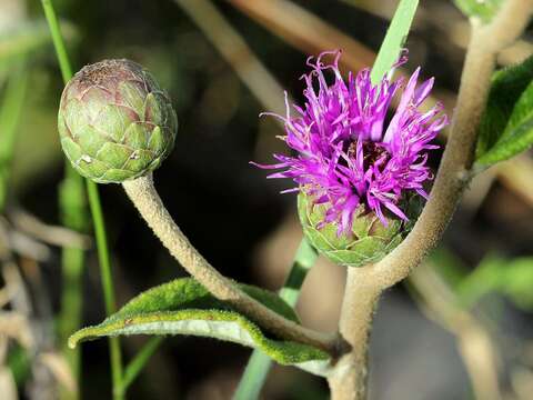 Image of Lessingianthus buddleiifolius (Mart. ex DC.) H. Rob.