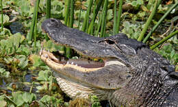 Image of American alligator