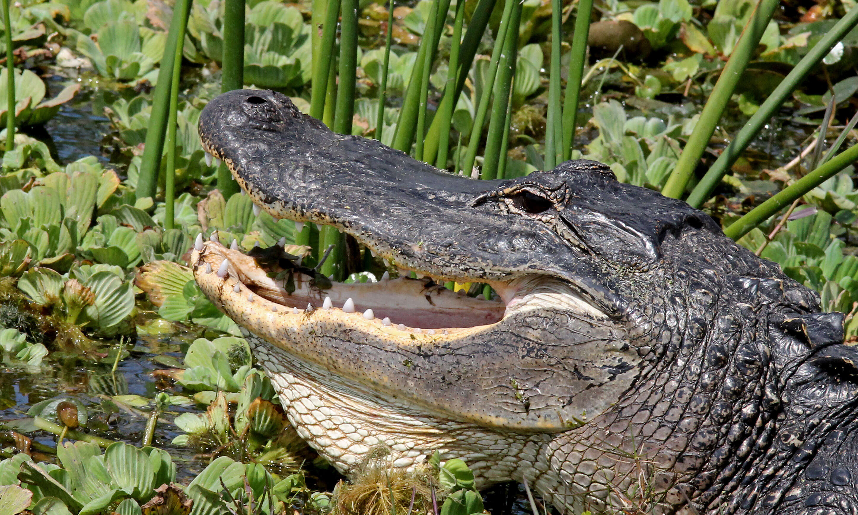 Image of American alligator