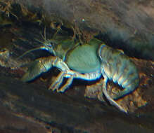 Image of Broad-clawed Crayfish