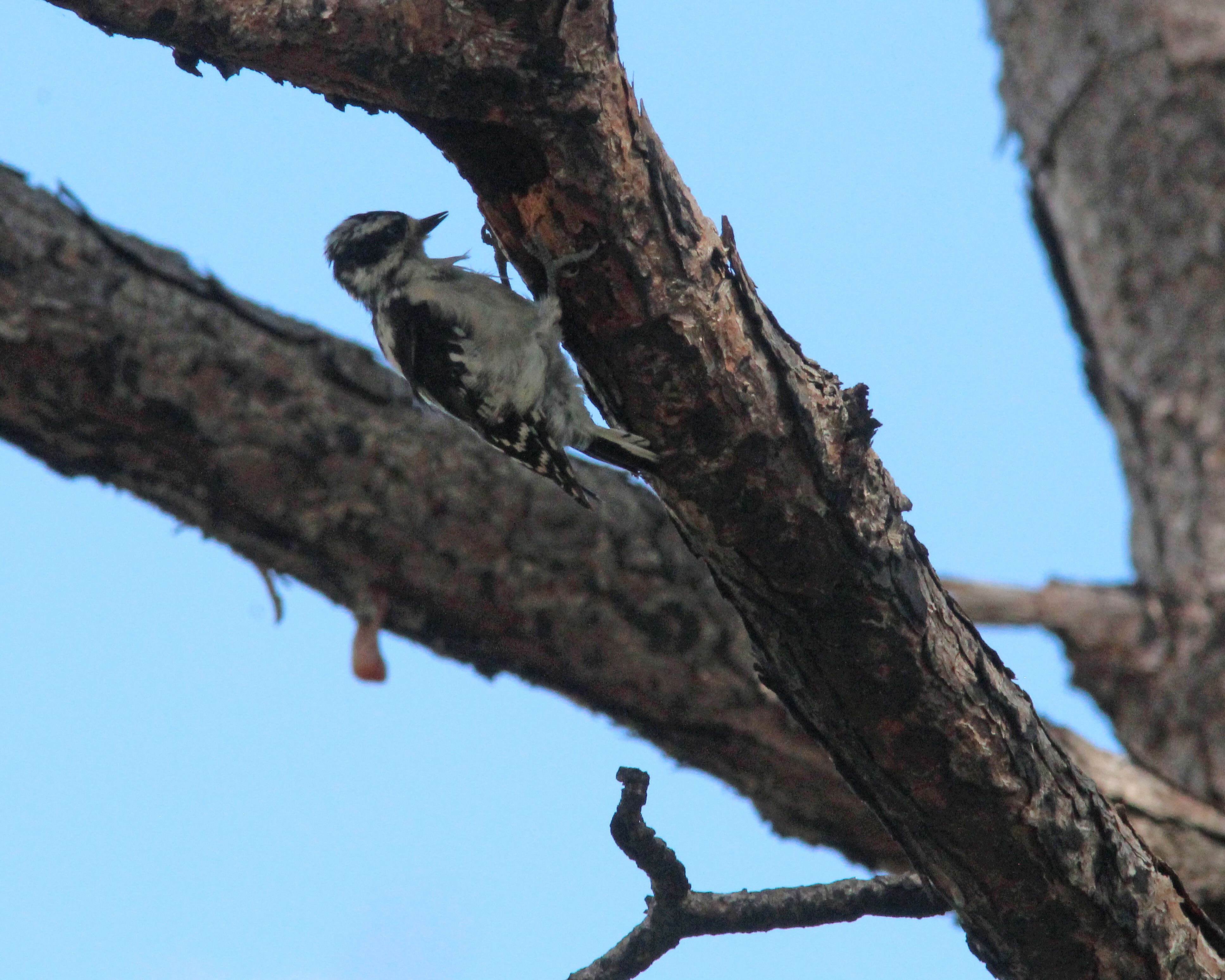 Image of Downy Woodpecker