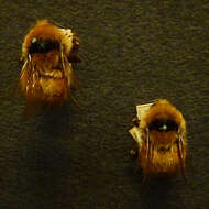 Слика од Bombus huntii Greene 1860