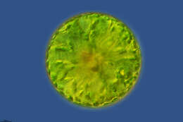 Image of Eremosphaera viridis