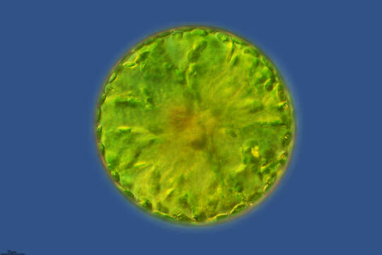 Image of Eremosphaera viridis