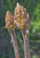 Image of clover broomrape