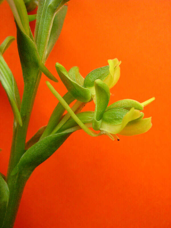 Habenaria petalodes Lindl. resmi