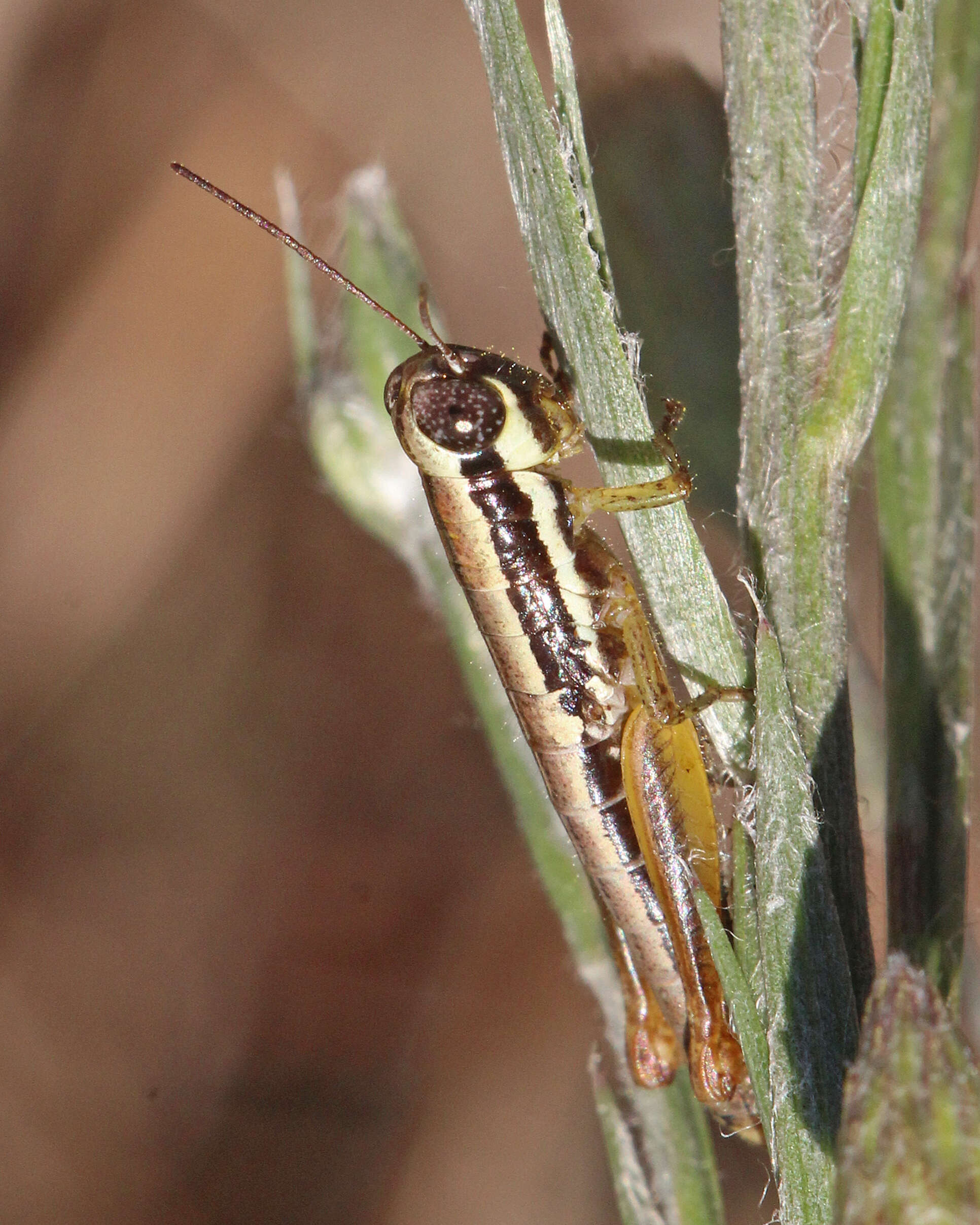 Gymnoscirtetes pusillus Scudder & S. H. 1897的圖片