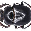 Image of Scarabaeus nitidicollis Lansberge 1882