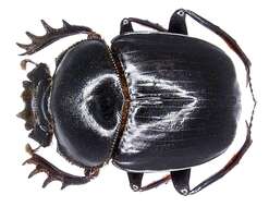 Imagem de Scarabaeus nitidicollis Lansberge 1882