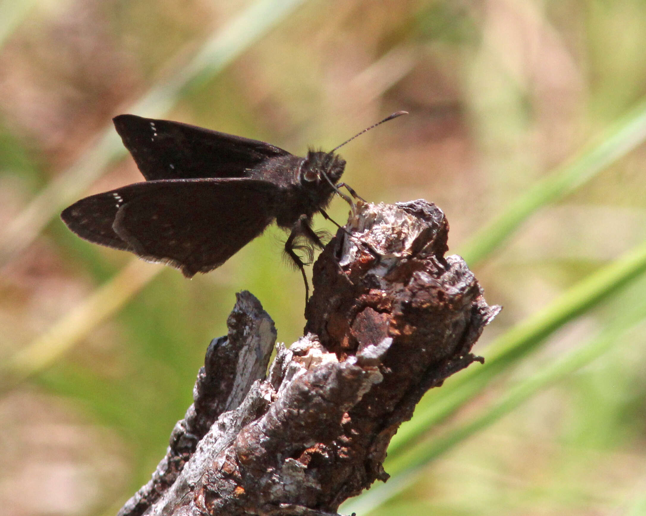 Plancia ëd Erynnis zarucco Lucas 1857