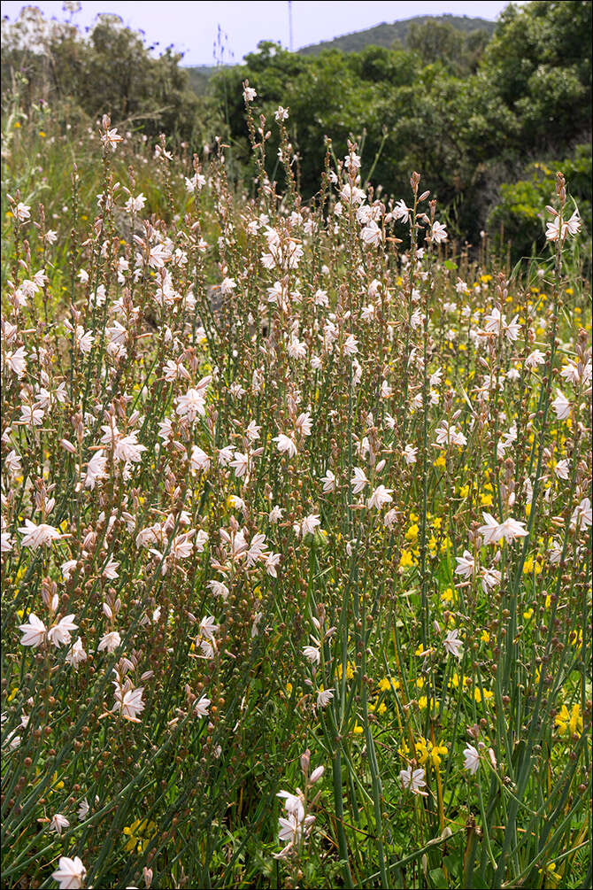 Image of onionweed