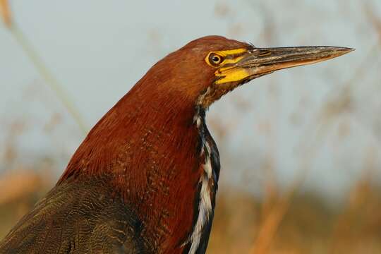 Image of Rufescent Tiger Heron