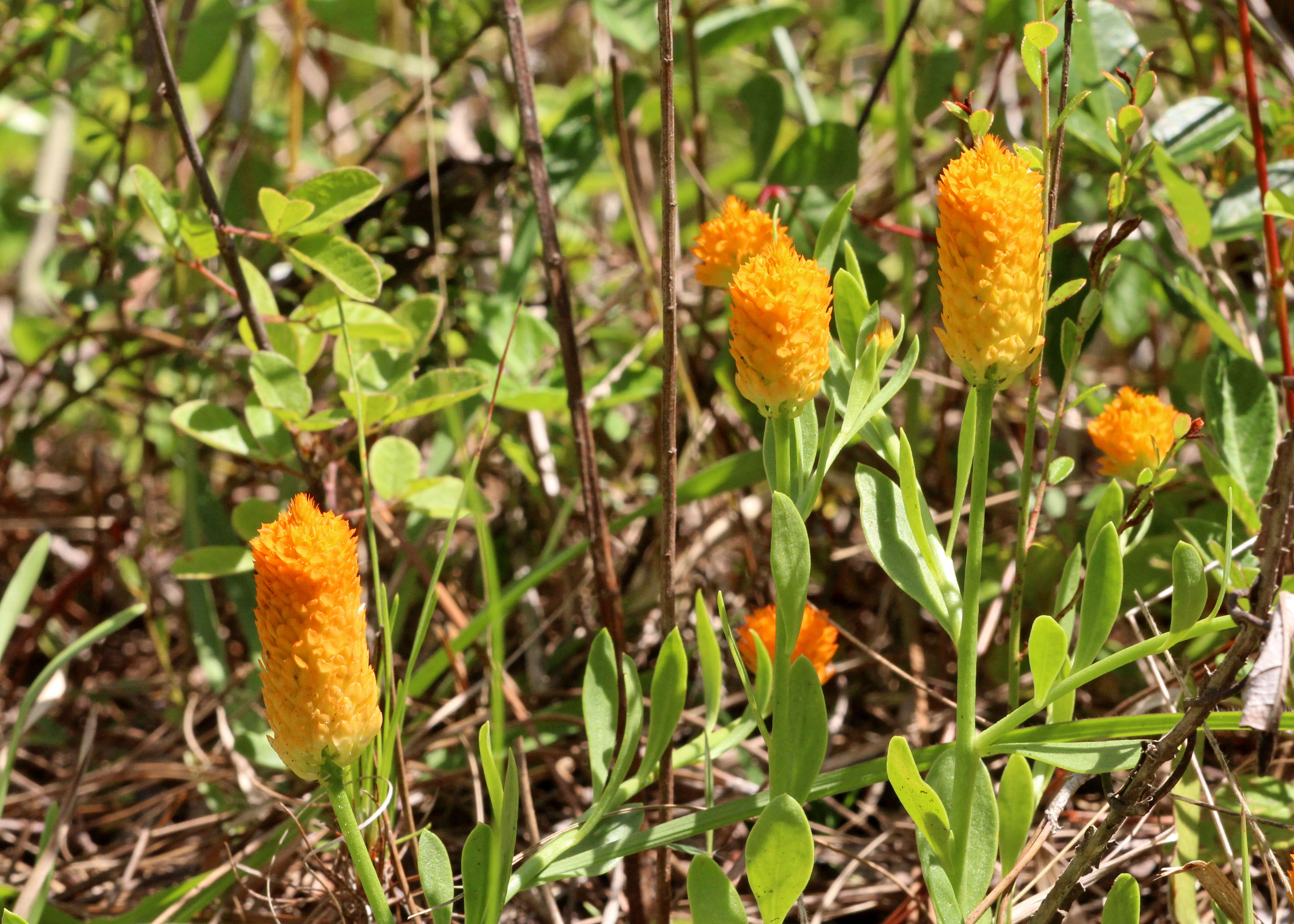 Sivun Polygala lutea L. kuva