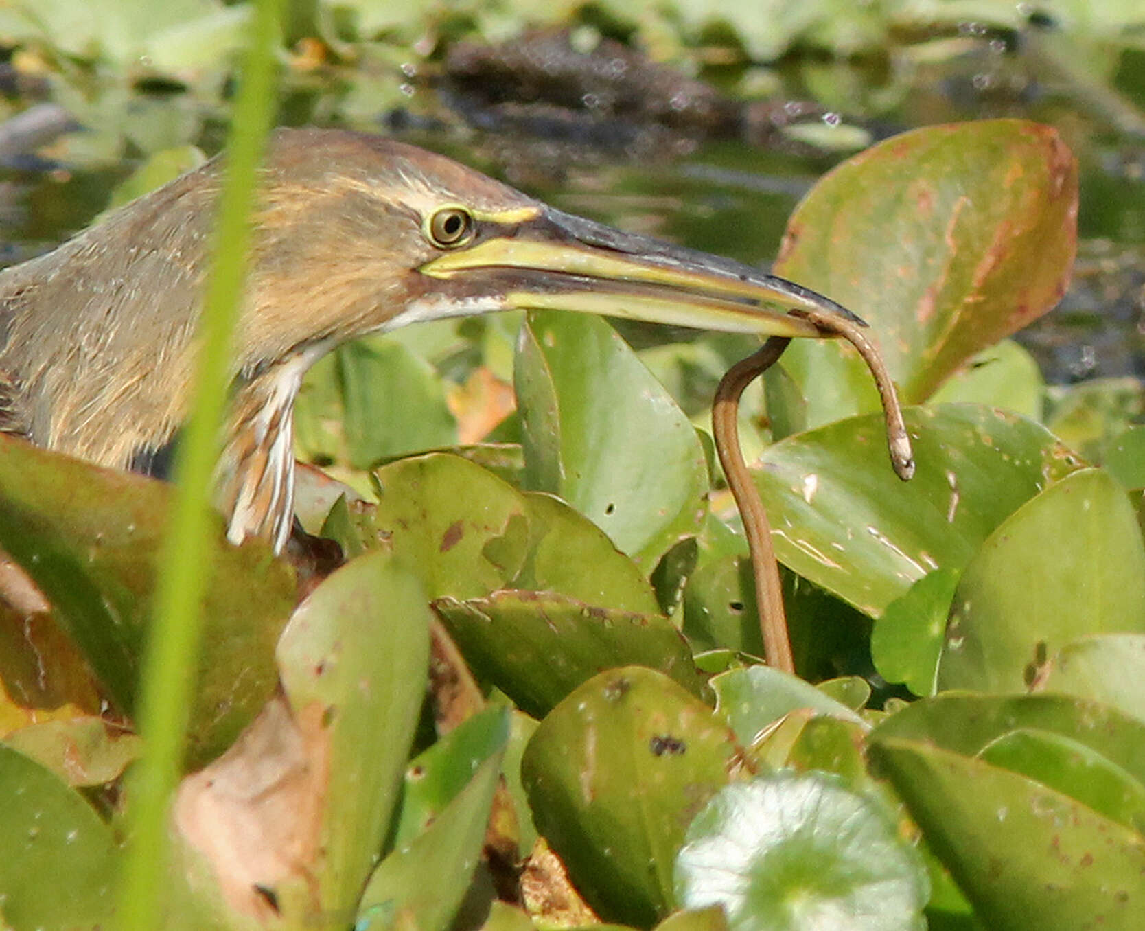 Image of Florida brown snake