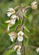 Image of Marsh Helleborine