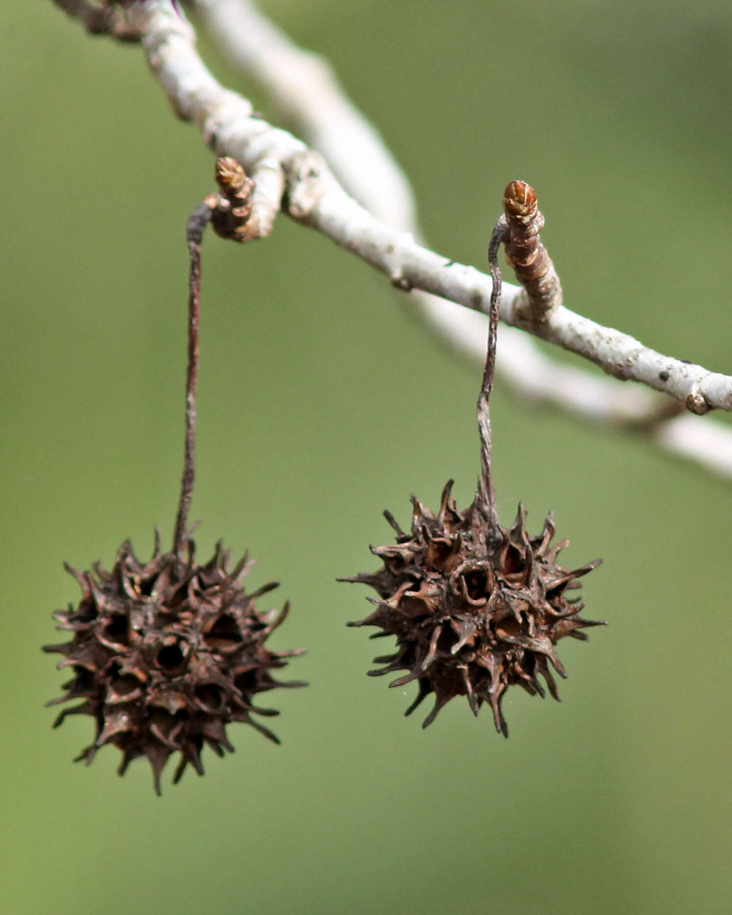 Image of American Sweetgum