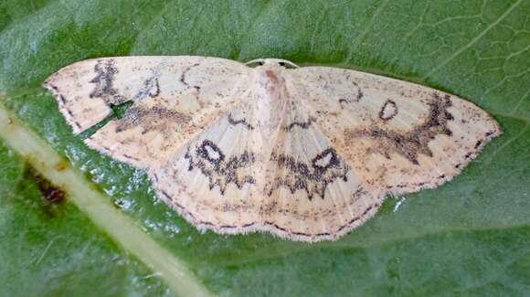 Cyclophora annulata Schultze resmi