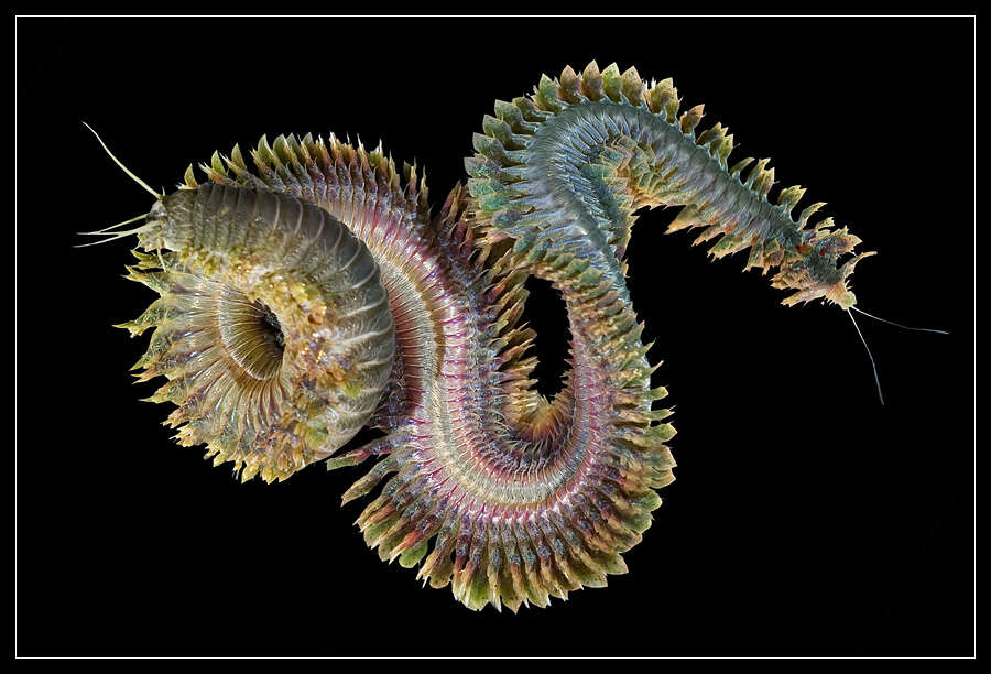 Image of Clam Worm